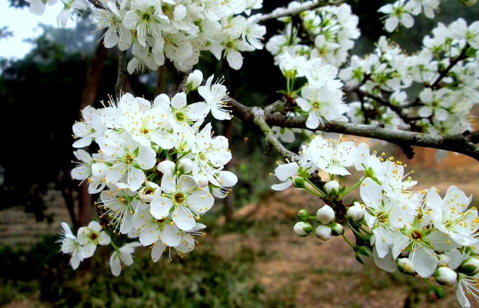 Lãng mạn mùa hoa lê Hồng Thái - Na Hang